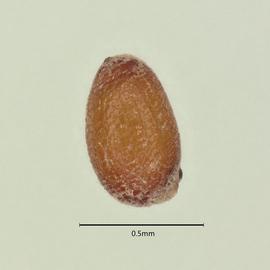  Seed:   Eriocaulon decangulare ; Photo by A. Gottlieb, USDA APHIS PPQ ITP, imageID.idtools.org